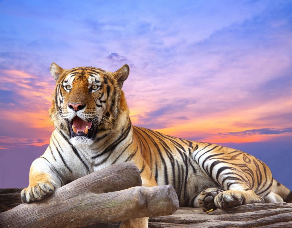 Фотообои Тигр на закате